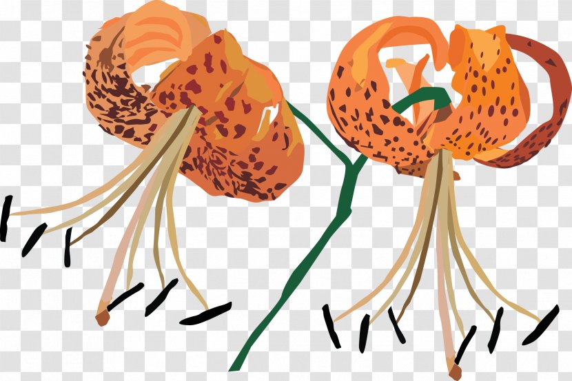 Transvaal Daisy Flower Clip Art - Lilium Transparent PNG