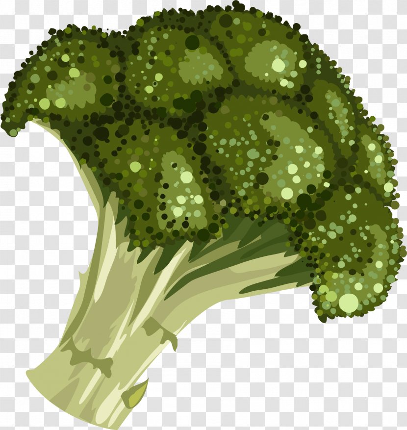 Drawing Royalty-free Illustration - Plant - Cartoon Hand-painted Broccoli Transparent PNG