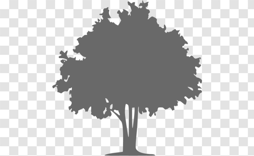 The Tree Doctor Vector Graphics Oak - Plane Trees Transparent PNG