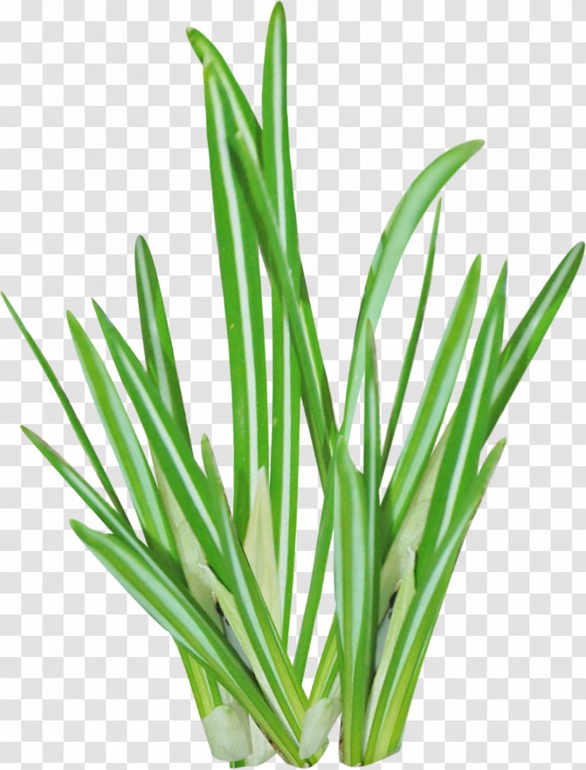 Herbaceous Plant Raster Graphics Aloe Vera Clip Art - Stem - Lemon Grass Transparent PNG