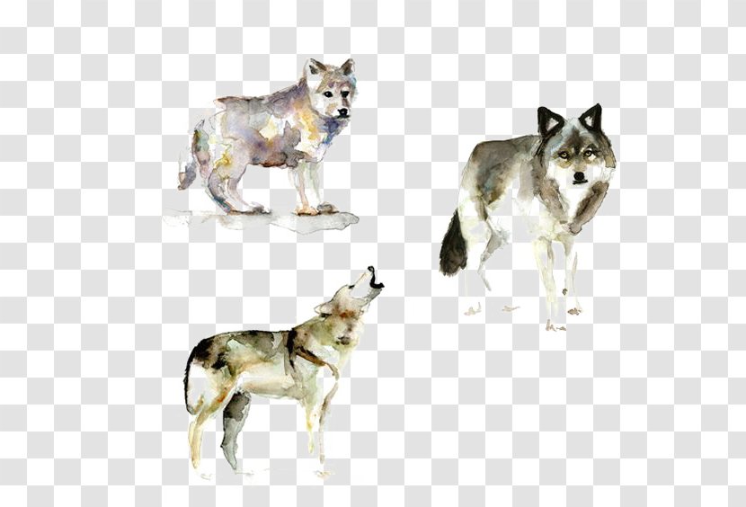 Gray Wolf Watercolor Painting Printmaking - Saarloos Wolfdog Transparent PNG