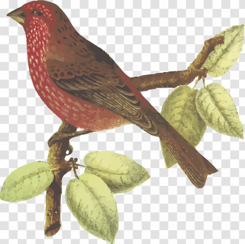 Streaked Rosefinch Common Bird Red-fronted - Redfronted - Wine Red Transparent PNG