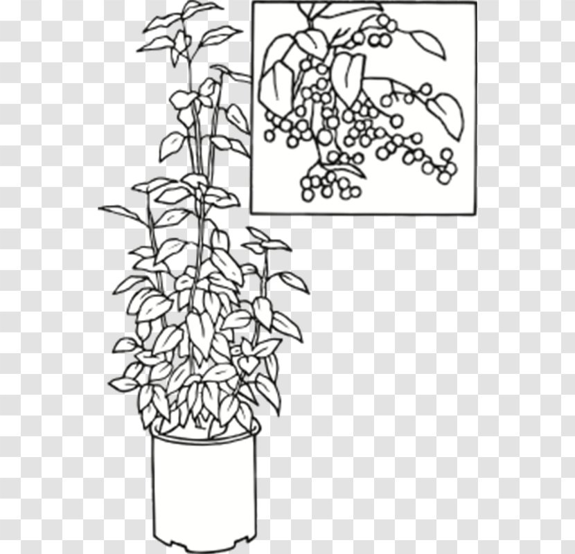 Plant Stem Visual Arts Leaf Flower - Art - Aristotelia Chilensis Transparent PNG
