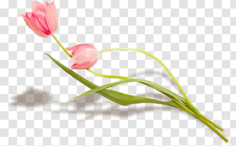 Tulip Flower Petal Plant Stem - Pink Transparent PNG