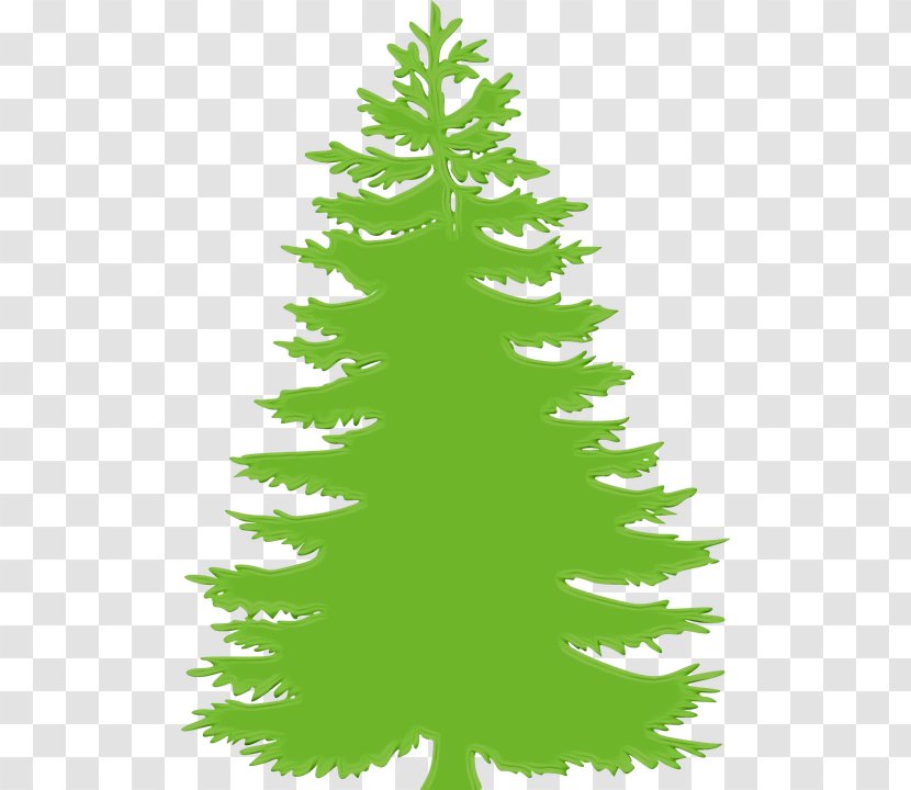 Shortleaf Black Spruce Balsam Fir Colorado Yellow White Pine - Canadian - Green Lodgepole Transparent PNG