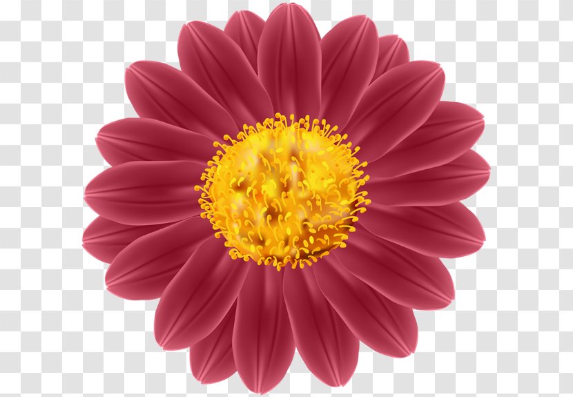 Transvaal Daisy Clip Art - Flower - Sheriff Woody Transparent PNG