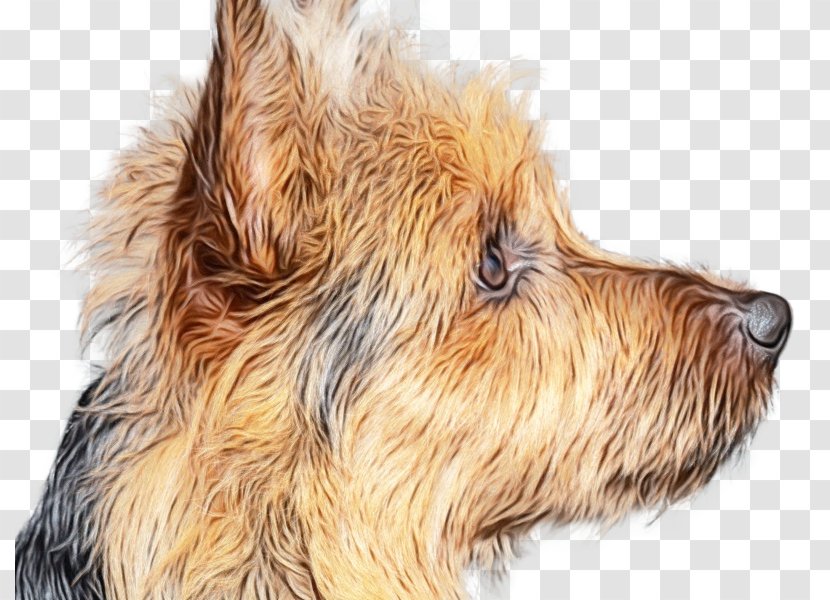 Dog Drawing - Rare Breed - Toy Fur Transparent PNG