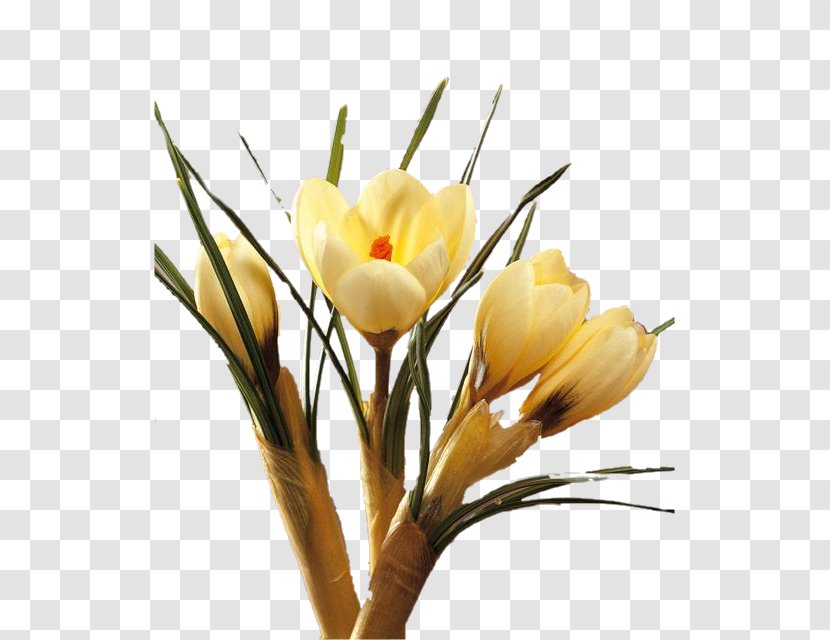 Crocus Cut Flowers Floral Design Plant Stem - Iris Family Transparent PNG