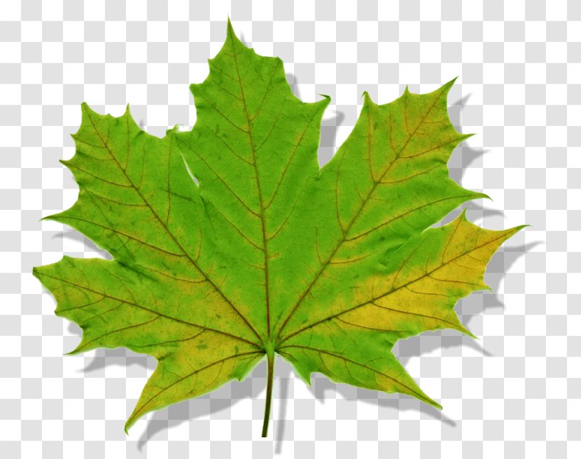 Maple Leaf Norway Tree Silver - Plane Trees Transparent PNG