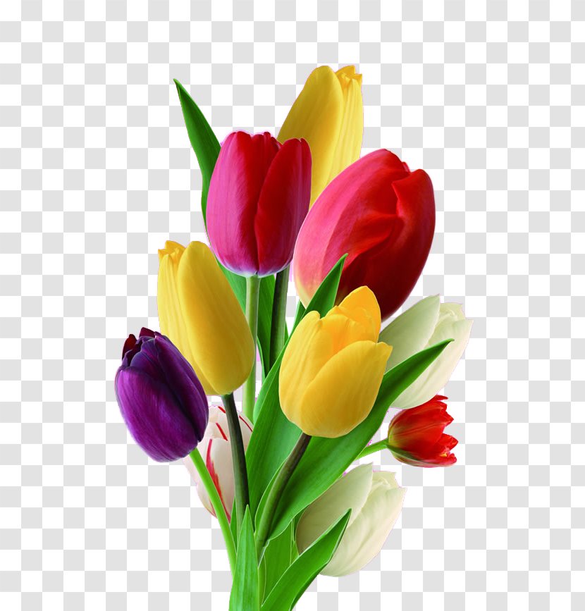 Netherlands Tulip Flower Nosegay - Platebande - Multicolor Tulips Transparent PNG