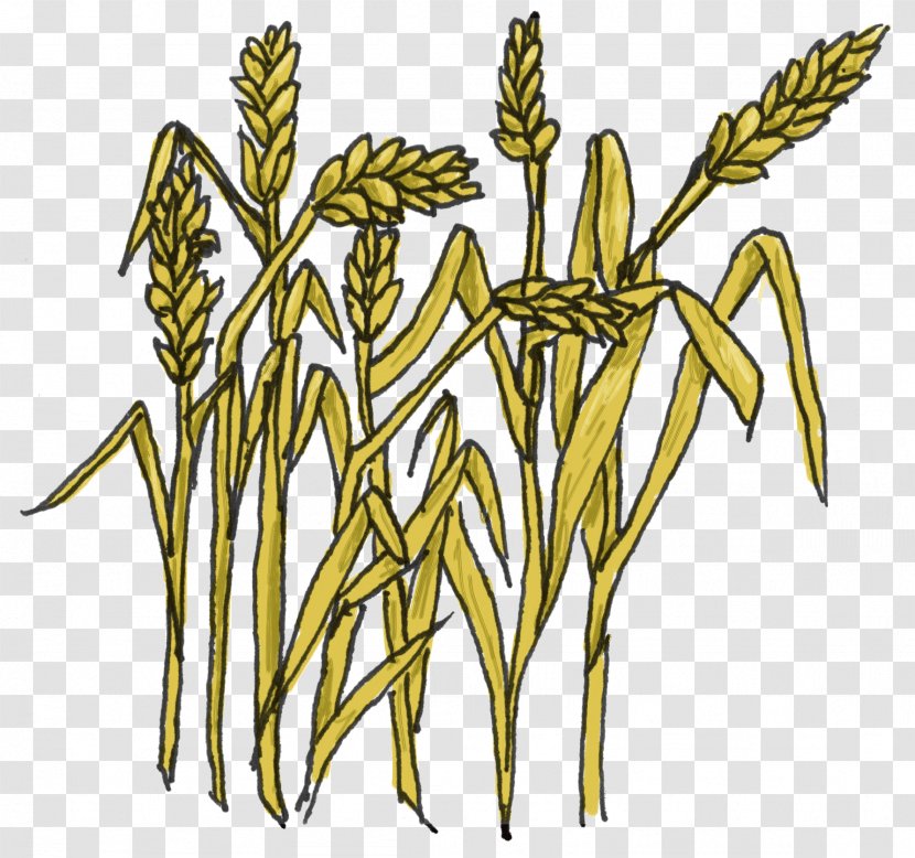 Grain Cereal Wheat Clip Art - Commodity - Cartoon Grass Transparent PNG