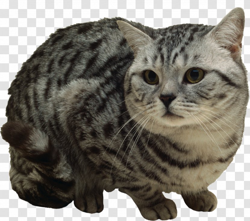 Kitten Ocicat Bengal Cat Sphynx Stock Photography - European Shorthair Transparent PNG