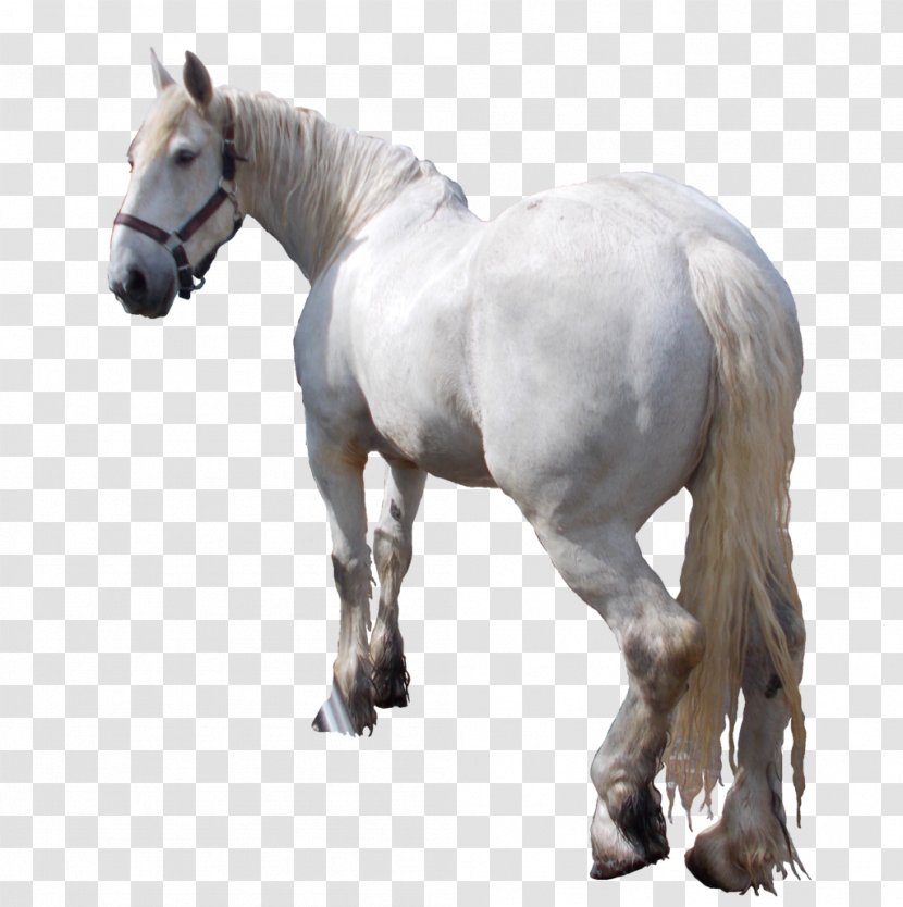 Mustang Mare Stallion Halter Pack Animal - Pony Transparent PNG
