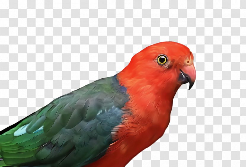 Bird Parrot - Budgie - Wing Transparent PNG