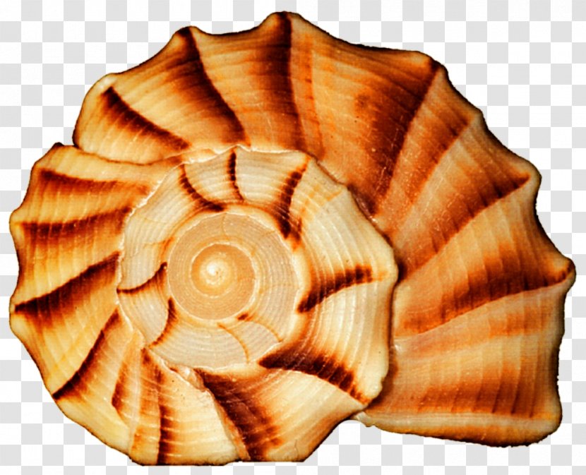 Cockle Seashell Conchology Spiral - Conch Transparent PNG