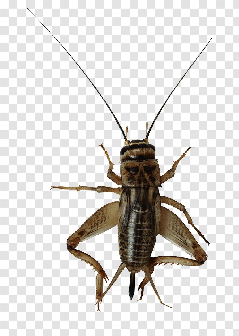 Insect Image File Formats - Pest - Cricket Transparent PNG