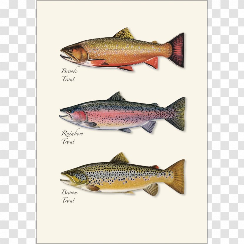 Herring Bony Fishes Salmon Sardine - Trout Transparent PNG