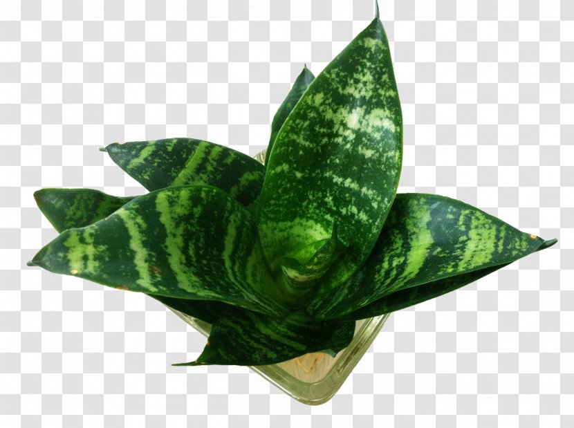 Piu010dxedn Sansevieria Leaf Plant - Soil - Tiger Picin Potted Transparent PNG