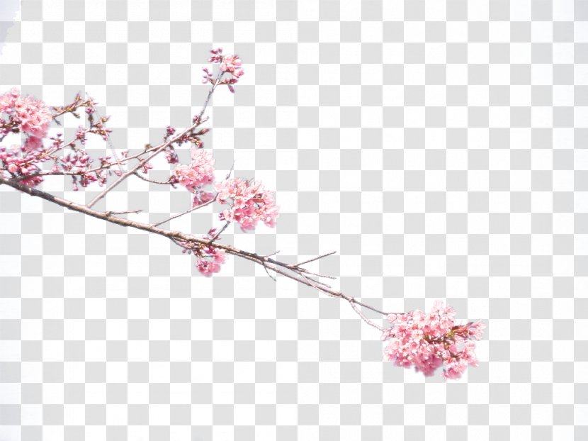 Plum Blossom Common Petal - Designer - Cherry Blossoms Transparent PNG