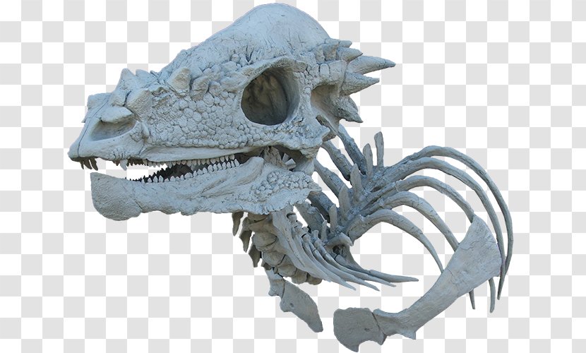 Pachycephalosaurus Triceratops Tyrannosaurus Dinosaur Pachycephalosauria - Human Skeleton Transparent PNG