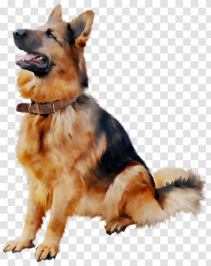 Old German Shepherd Dog Shiloh Puppy Golden Retriever - Kunming Wolfdog Transparent PNG