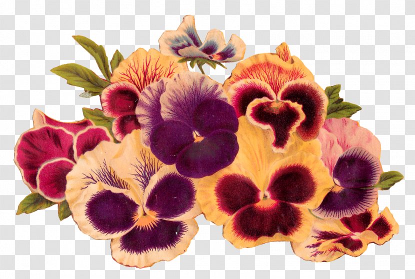 Flower Pansy Royalty-free Clip Art - Plant - Burgundy Flowers Transparent PNG