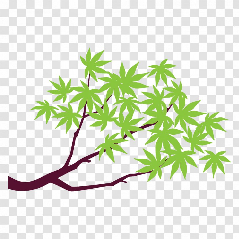 Maple Branch Leaves Tree - Plant - Flower Transparent PNG