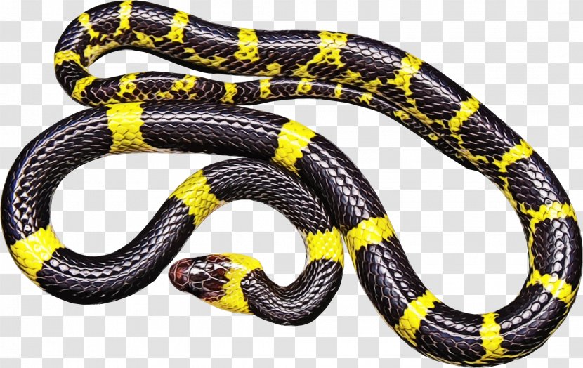 Snake Cartoon - Colubridae - Elapidae Serpent Transparent PNG
