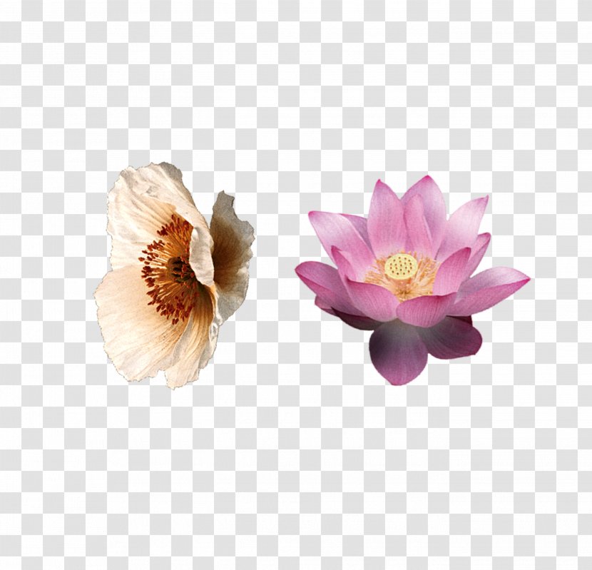 Flower Lilium Petal Pink - Search Engine - Lily Transparent PNG