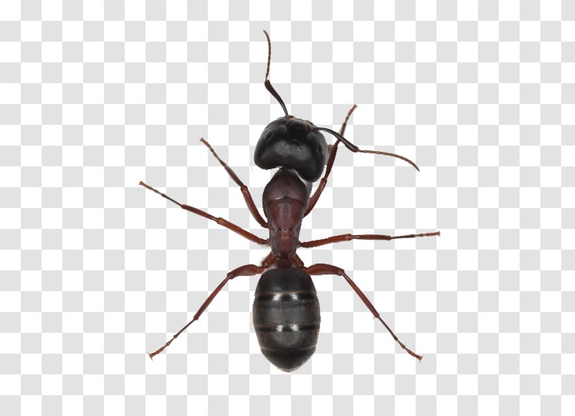 Black Garden Ant Insect Tapinoma Sessile Pharaoh - Beetle Transparent PNG