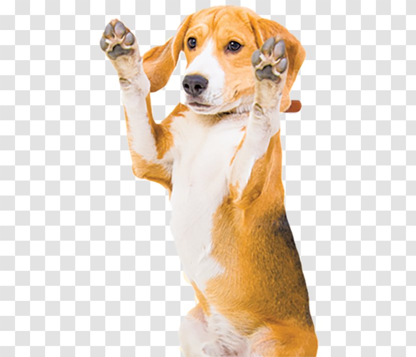 Scottish Fold Stock Photography Straight Pet Sitting Beagle - Dogs And Cats Transparent PNG