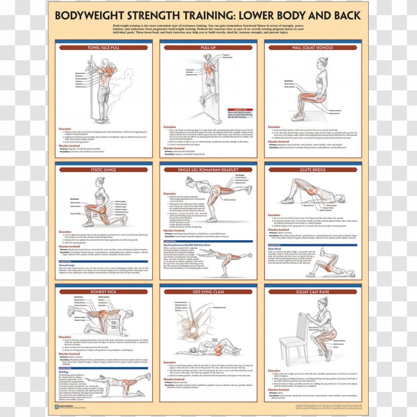 Muskel- Guide. Gezieltes Krafttraining. Anatomie Bodyweight Strength Training Anatomy Exercise - Material - Fitness Poster Transparent PNG