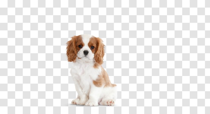 Cavalier King Charles Spaniel Puppy Lhasa Apso Pet Sitting - Breed Transparent PNG
