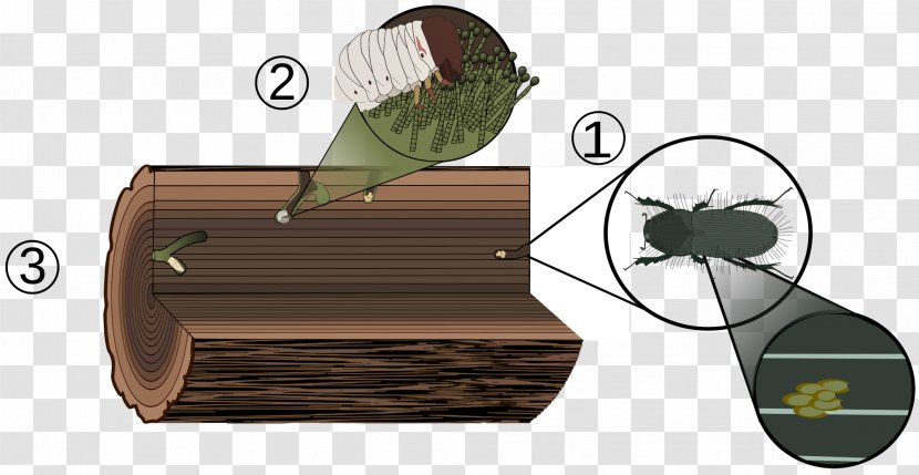 Ambrosia Beetle Biological Life Cycle Woodboring Larva - Pest - Fungi Transparent PNG