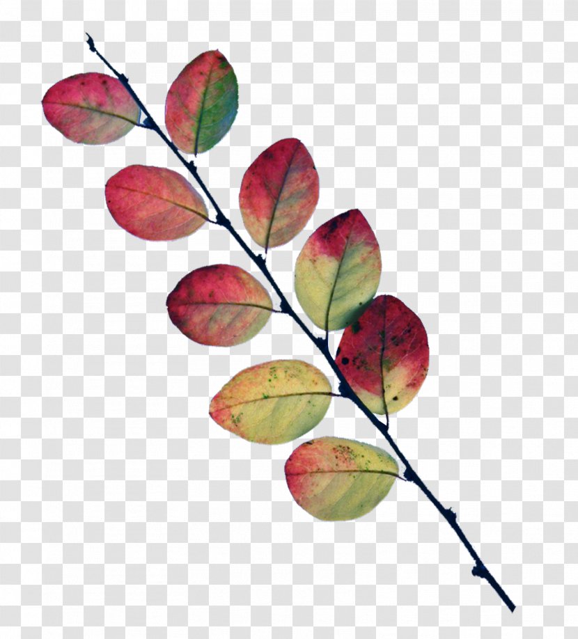 Leaf Twig Tree Petal Plant - Autumn Leaves Transparent PNG