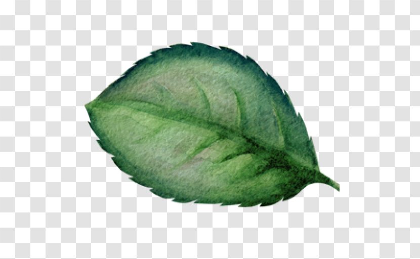 Watercolor Painting Leaf - Plant Pathology Transparent PNG