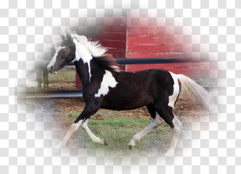 Stallion Mare Mustang Arabian Horse Pony Transparent PNG