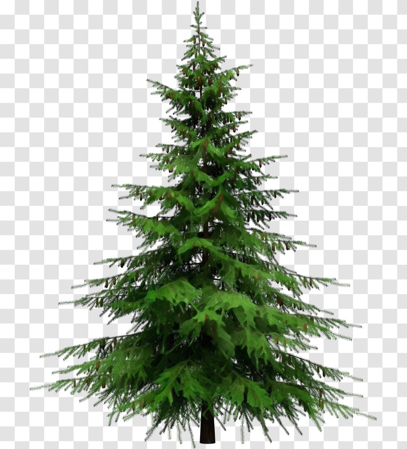 Tree Shortleaf Black Spruce Balsam Fir Columbian White Pine - Colorado - Plant Canadian Transparent PNG