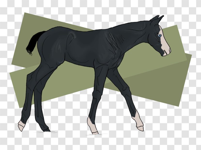 Stallion Mustang Foal Mare Colt - Mammal Transparent PNG