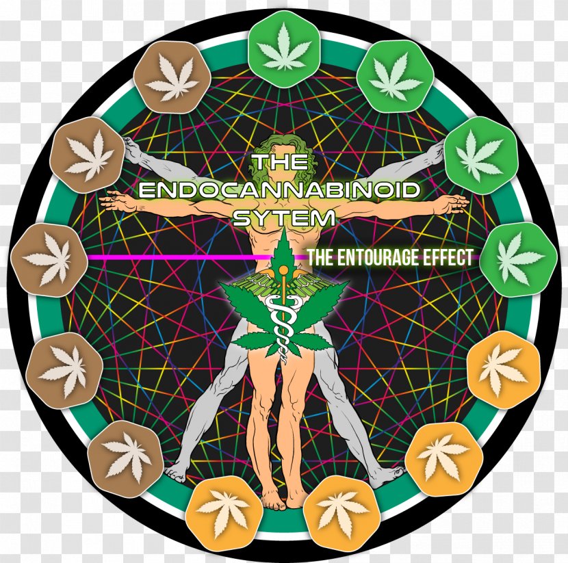 Tetrahydrocannabinol Entourage Effect Cannabinoid Cannabidiol Cannabis - Anandamide Transparent PNG