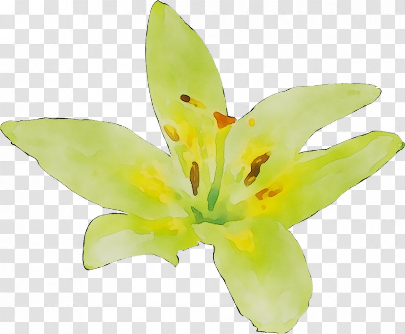 Yellow Lily M - Wildflower - Artificial Flower Transparent PNG
