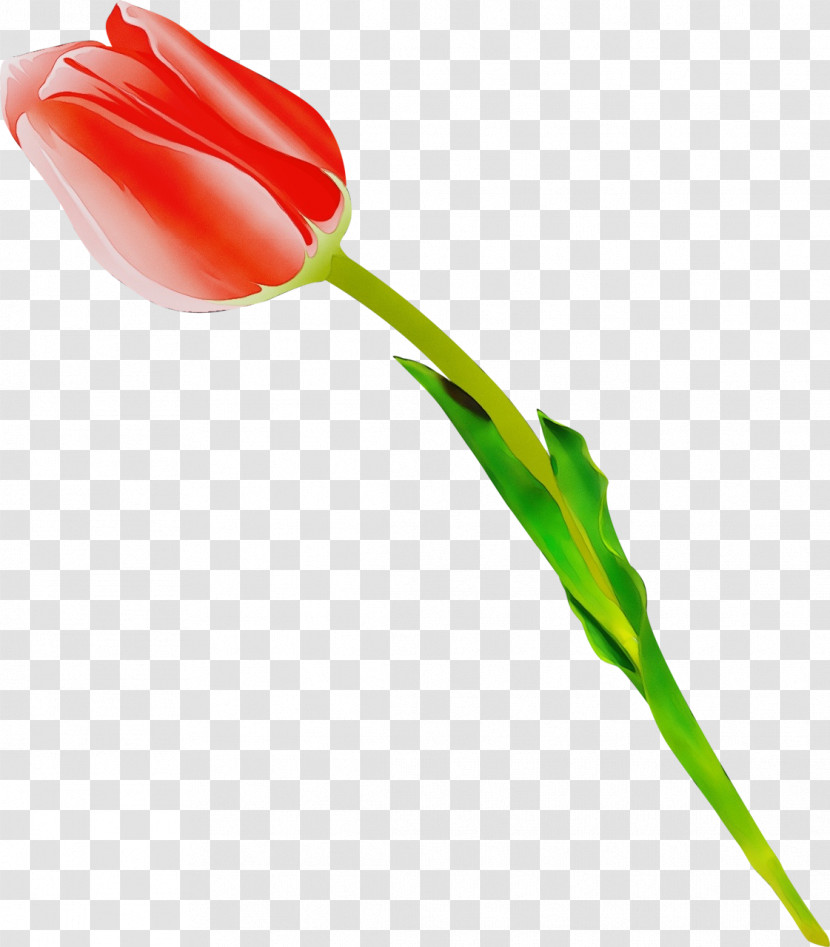 Tulip Flower Plant Pedicel Cut Flowers Transparent PNG