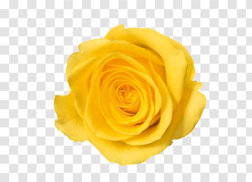 Rose Color - Cut Flowers - Yellow Image Transparent PNG