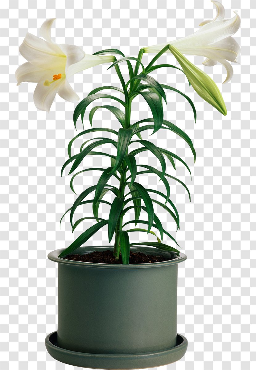 Flowerpot Houseplant Cut Flowers - Lily Transparent PNG