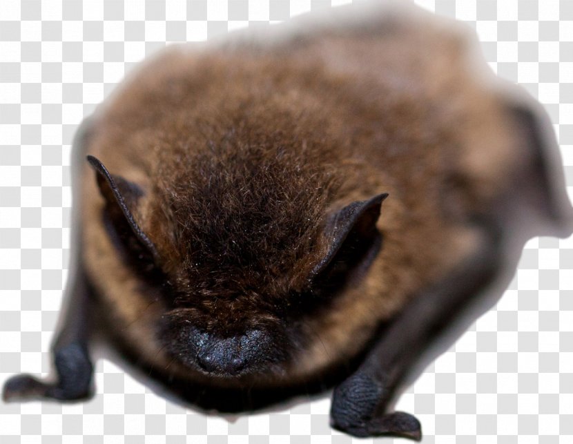 Bat Conservation International Nuisance Wildlife Management Michigan Control, Inc. Common Pipistrelle Transparent PNG