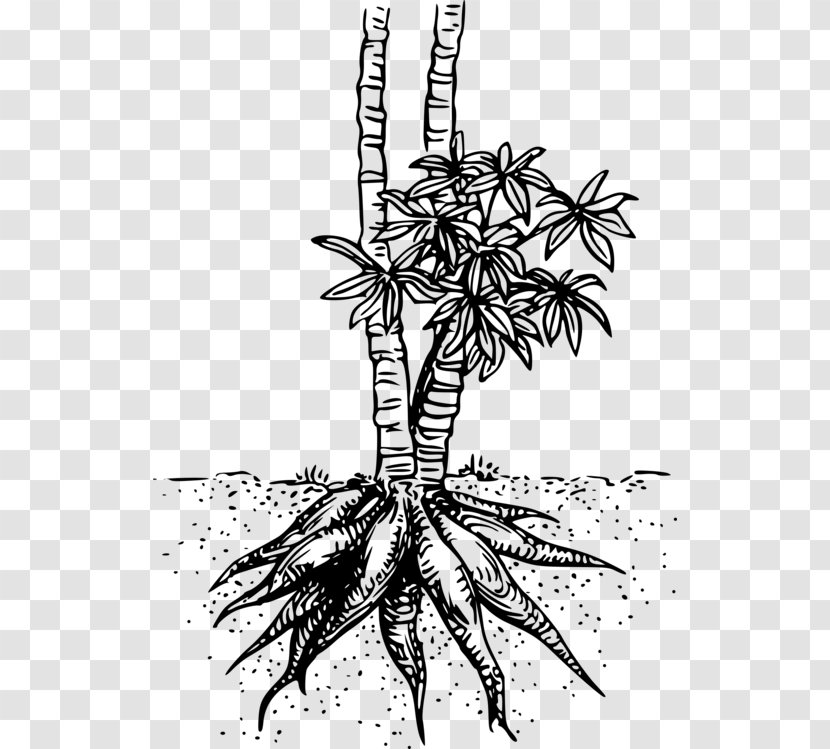 Palm Tree Drawing - Tapioca - Arecales Herbaceous Plant Transparent PNG