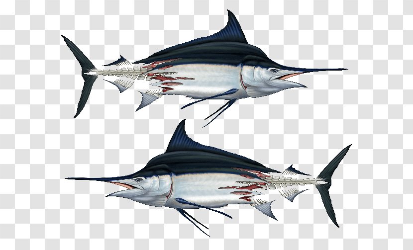 Swordfish Decal Tuna Clothing Fishing - Biology - Fish Boat Transparent PNG