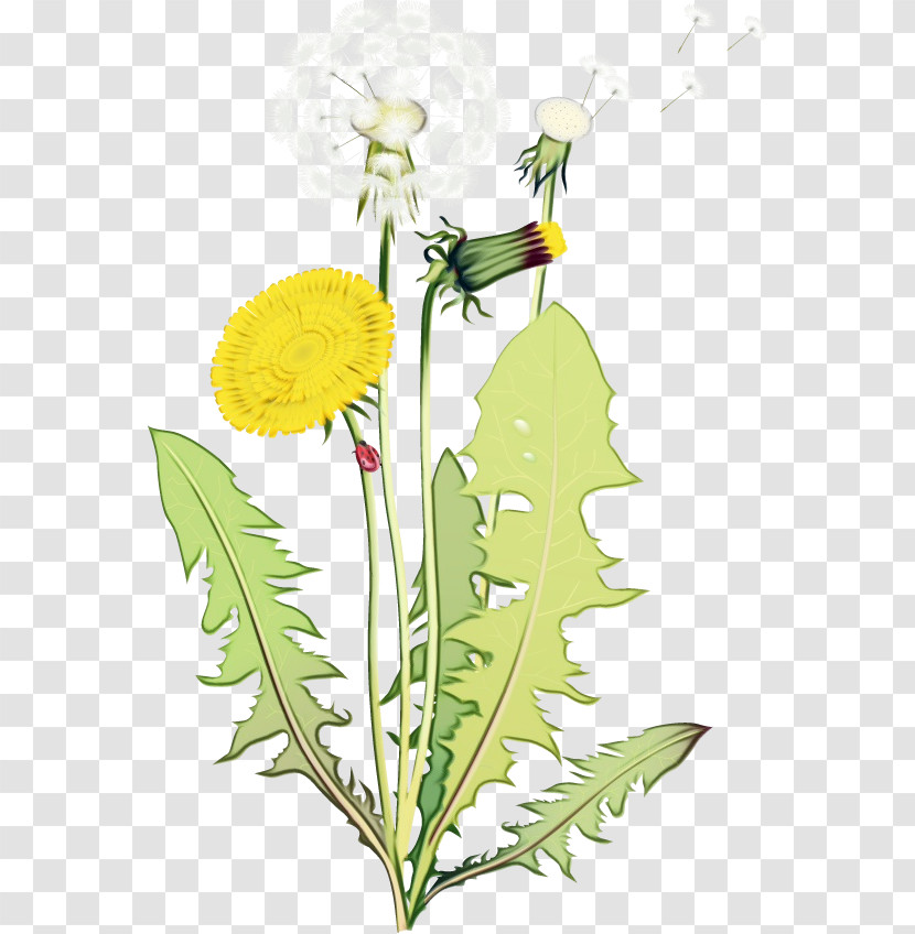 Flower Dandelion Plant Dandelion Yellow Transparent PNG
