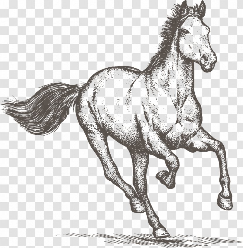 Horse Equestrian Drawing Clip Art - Colt - Reclaimed Land Transparent PNG