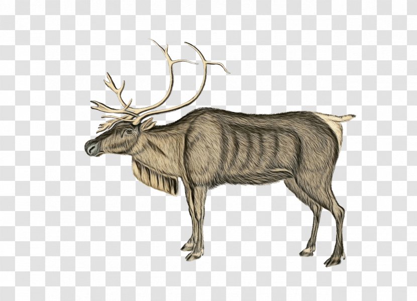 Reindeer - Horn - Moose Transparent PNG